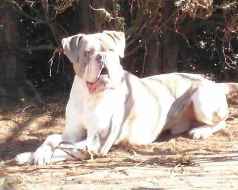 Darkenwald american bulldog